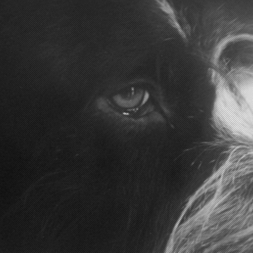Panthera Krause – Yorikke EP