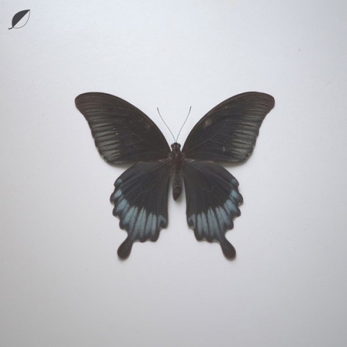 Christian Loffler – All comes / Notes