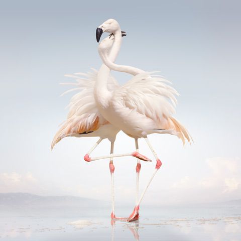 Rustie – Green Language