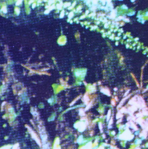 Oliwa – Selva Primaria