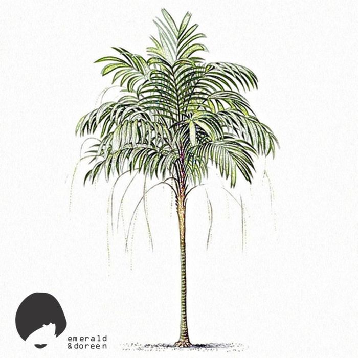 Daytona – The Palm Tree