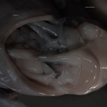Croatian Amor – Love Means Taking Action