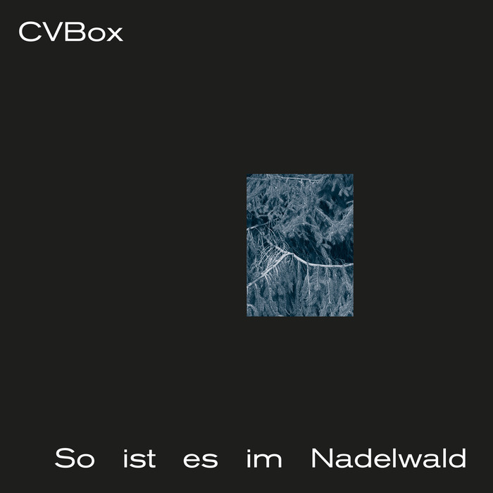 CVBox – So Ist Es Im Nadelwald