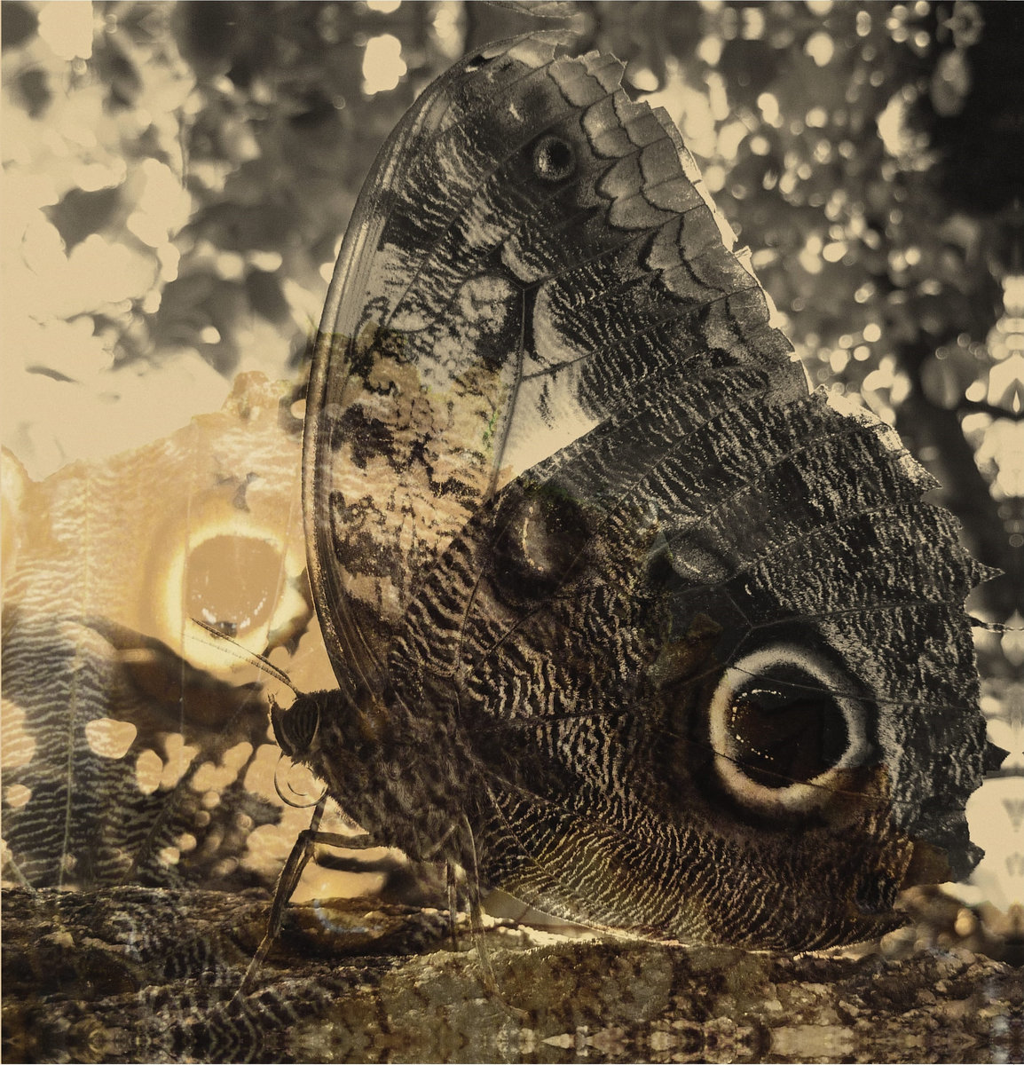 Louise Landes Levi – Ikiru Or The Wanderer