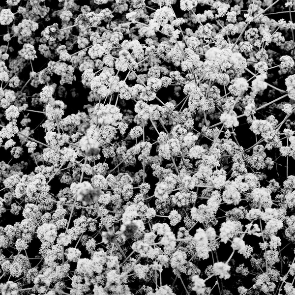 Maar – Phenotype
