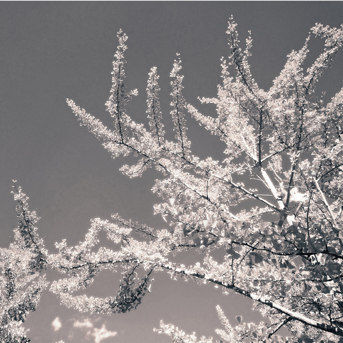 Hirotaka Shirotsubaki – Last Goodbye