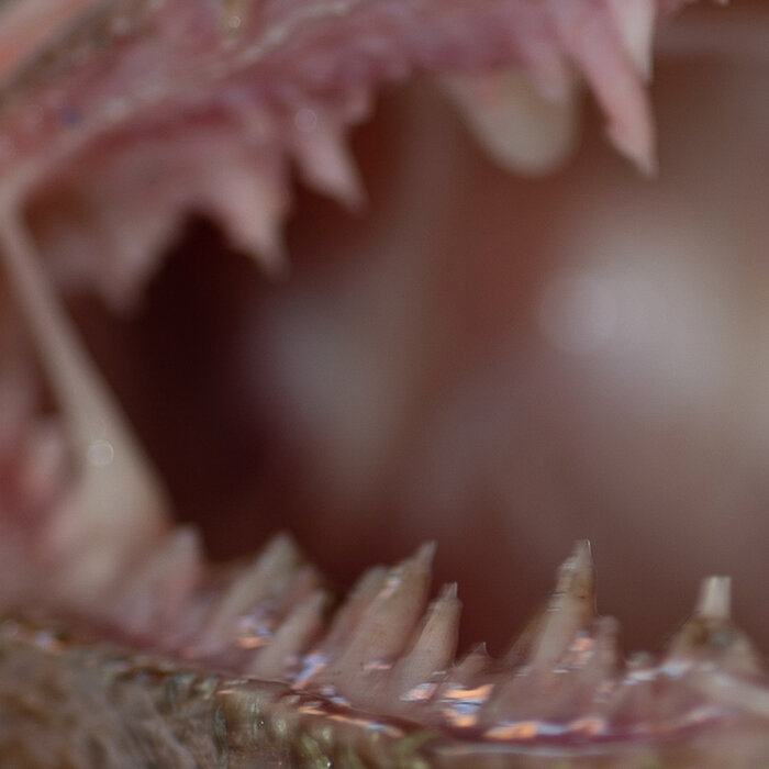 Paradise Circus – Very Nearly Almost