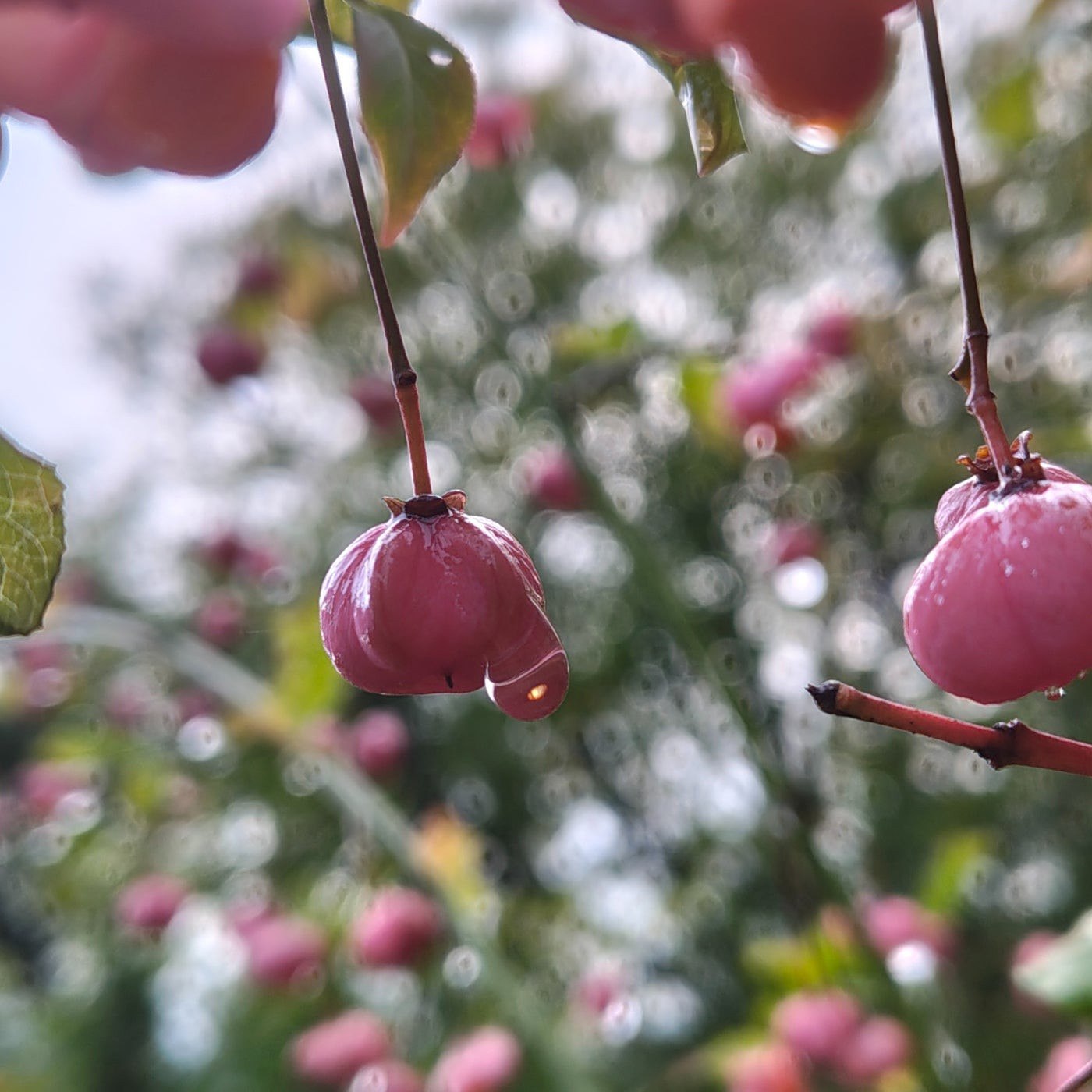 VA – Retrospective