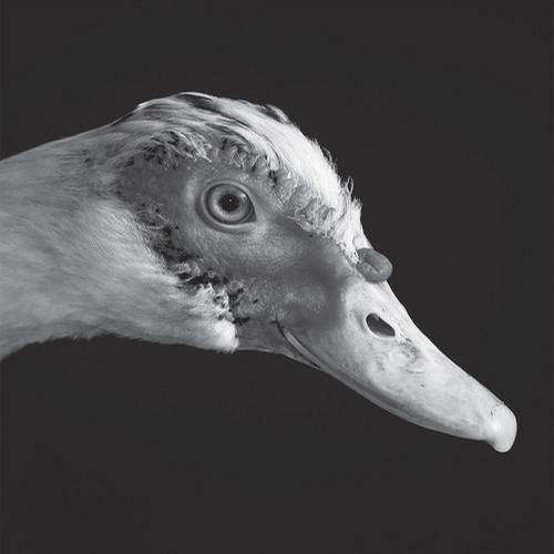 Be Svendsen – Gross Kelle