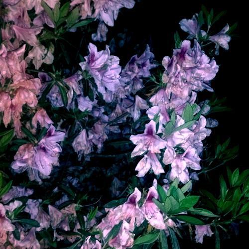 Milieu – Leaves Painted Purple