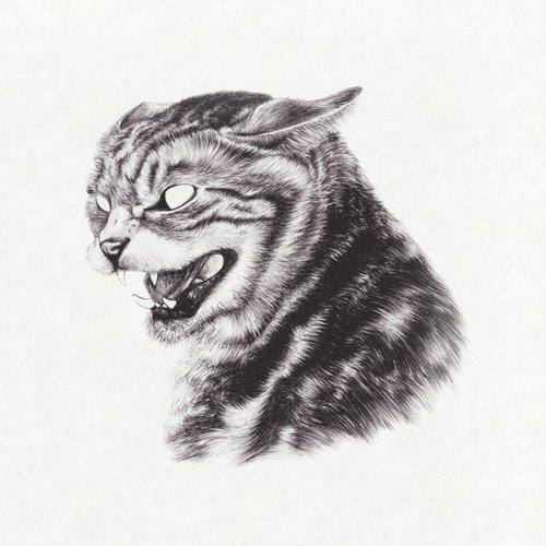 Great Dane – Beta Cat