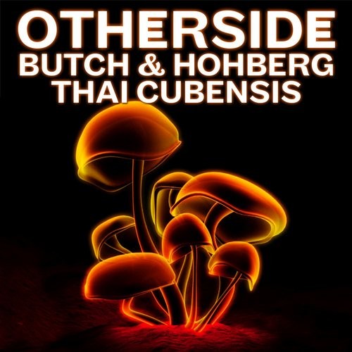 Butch & Hohberg – Thai Cubensis