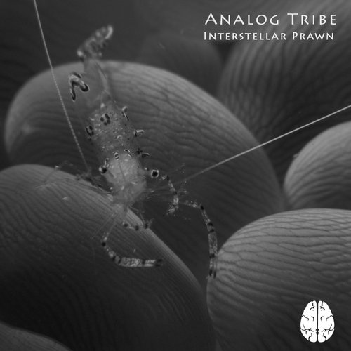 Analog Tribe – Interstellar Prawn