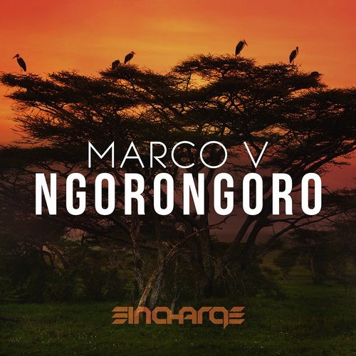 Marco V – Ngorongoro