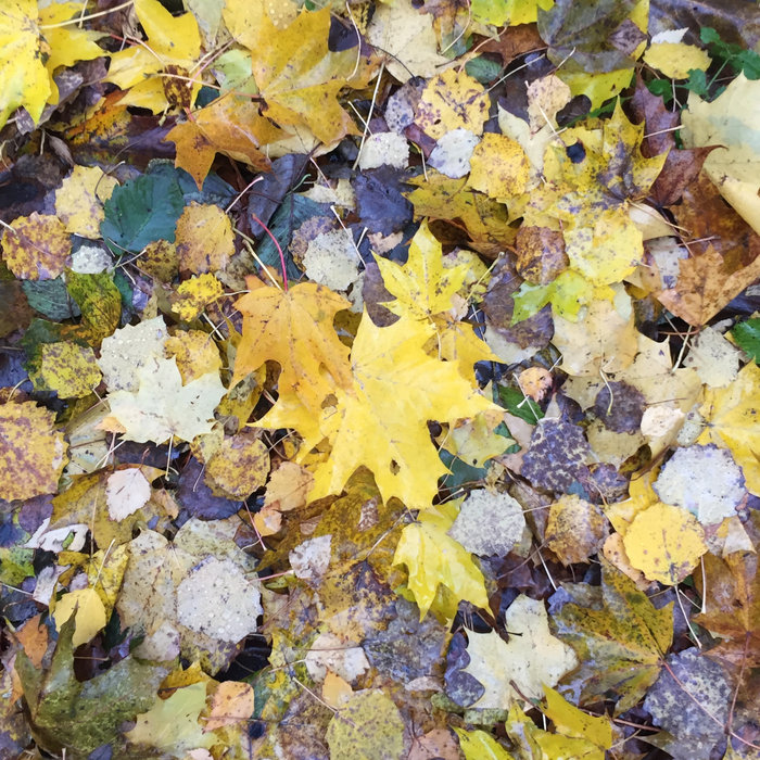 Muffler – Yellow Leaves