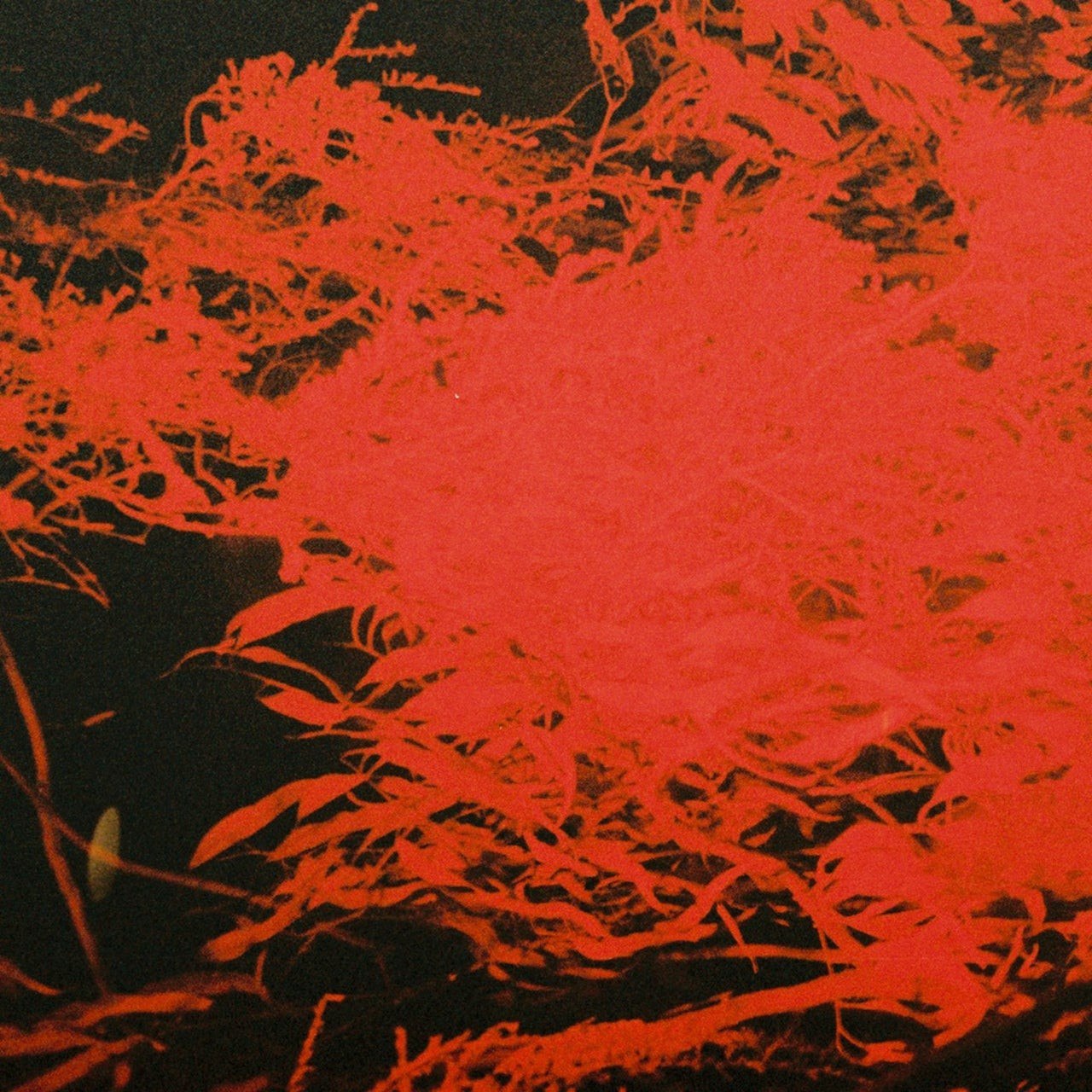 Anthony Naples – In Studio Magic