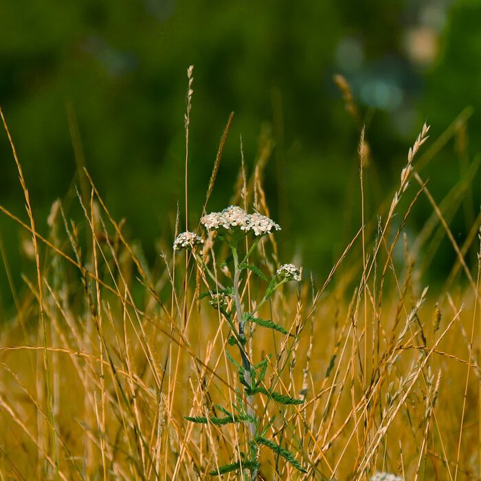 Nicche – In Due Time