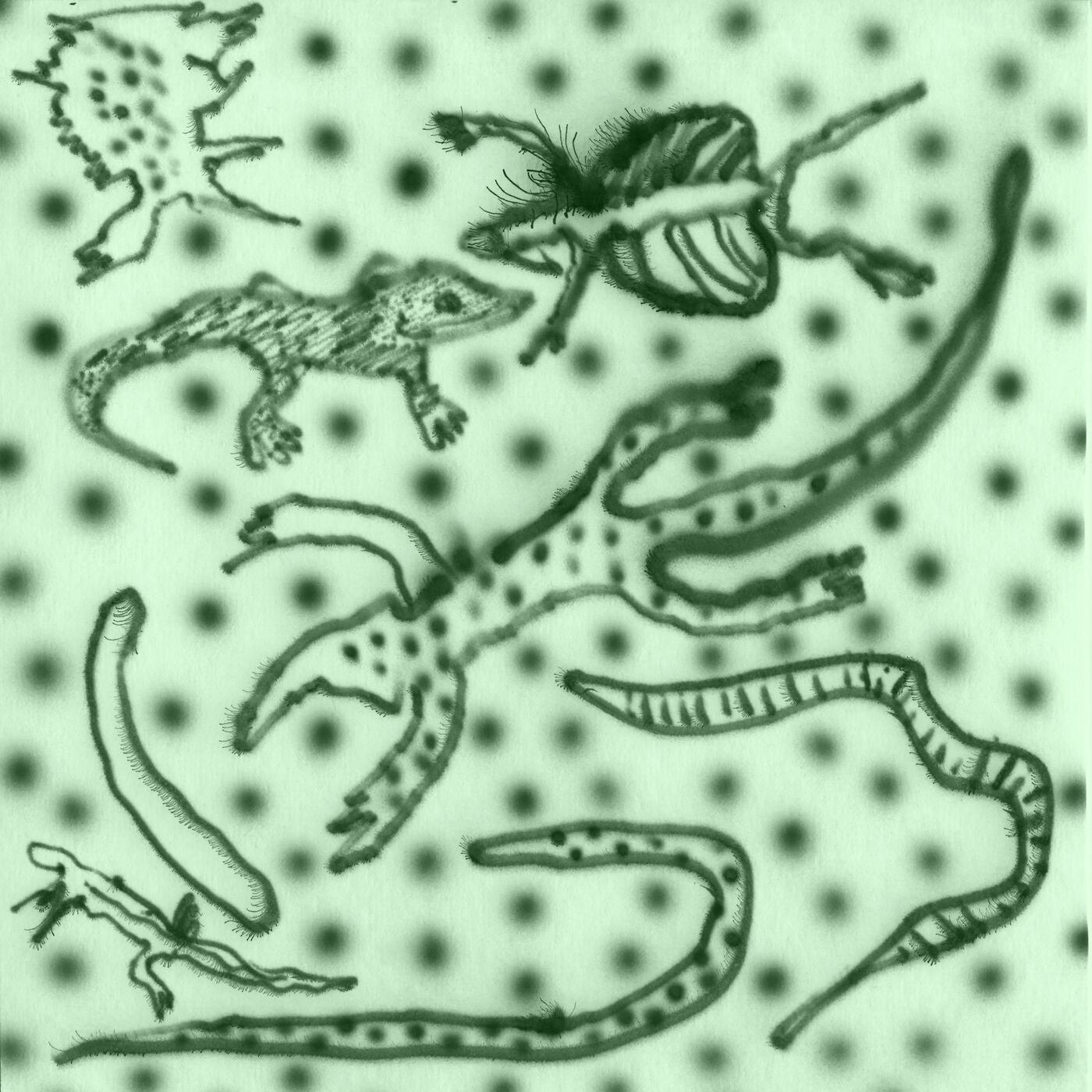 Vesu’s – List Of Lizards IV